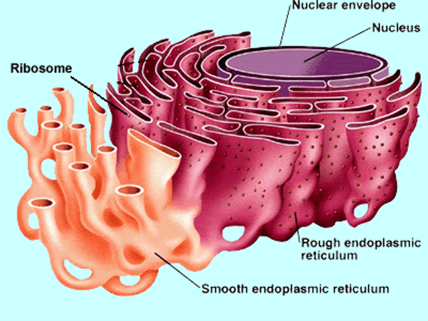 <p>Synthesizes Proteins and Lipids<br>Quality Control</p><p>Animal and Plant cells</p>