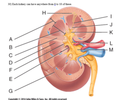 <p>c) J</p><p>—</p><p>A = <strong>Renal cortex</strong></p><p>B = <strong>Renal medulla</strong></p><p>C = <strong>Renal column</strong></p><p>D = <strong>Renal pyramid</strong> (in <strong>Renal medulla</strong>)</p><p>E = <strong>Renal sinus</strong></p><p>F = <strong>Renal papilla</strong></p><p>G = <strong>Renal capsule</strong></p><p>H = <strong>Nephron</strong></p><p>I = Collecting Duct (Urine Drainage Path 1)</p><p>J = <strong>Papillary duct</strong></p><p>K =<strong> Minor calyx</strong></p><p>L = <strong>Major calyx</strong></p><p>M = <strong>Renal pelvis</strong></p>