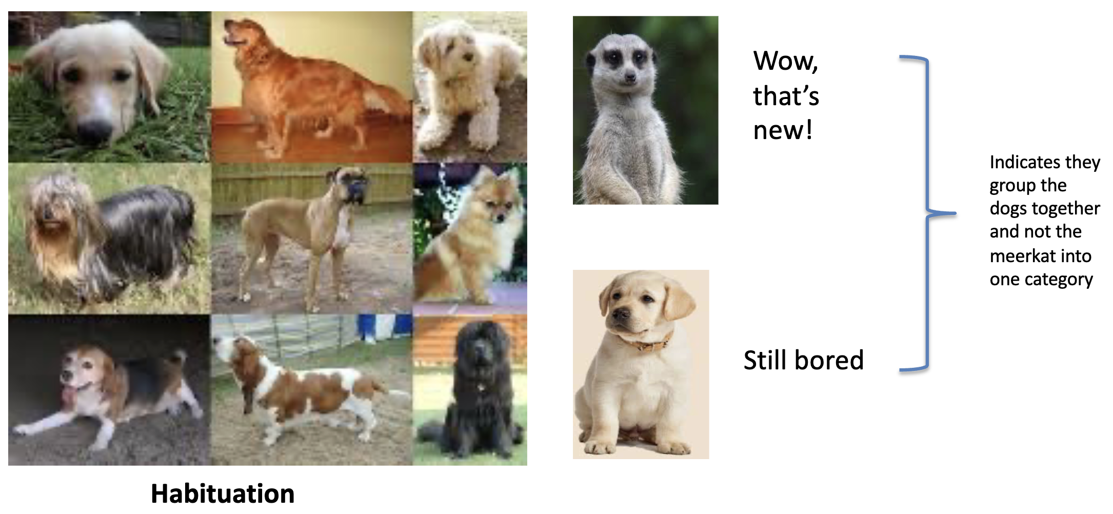 <ul><li><p>can be used to ask questions about infant categories</p></li></ul><p>example: if habituated to many photos of dogs, and then shown the a picture of another dog and a meerkat preference for the meerkat shows its new to them and they group the dogs together and not the meerkat into one category</p><p></p>