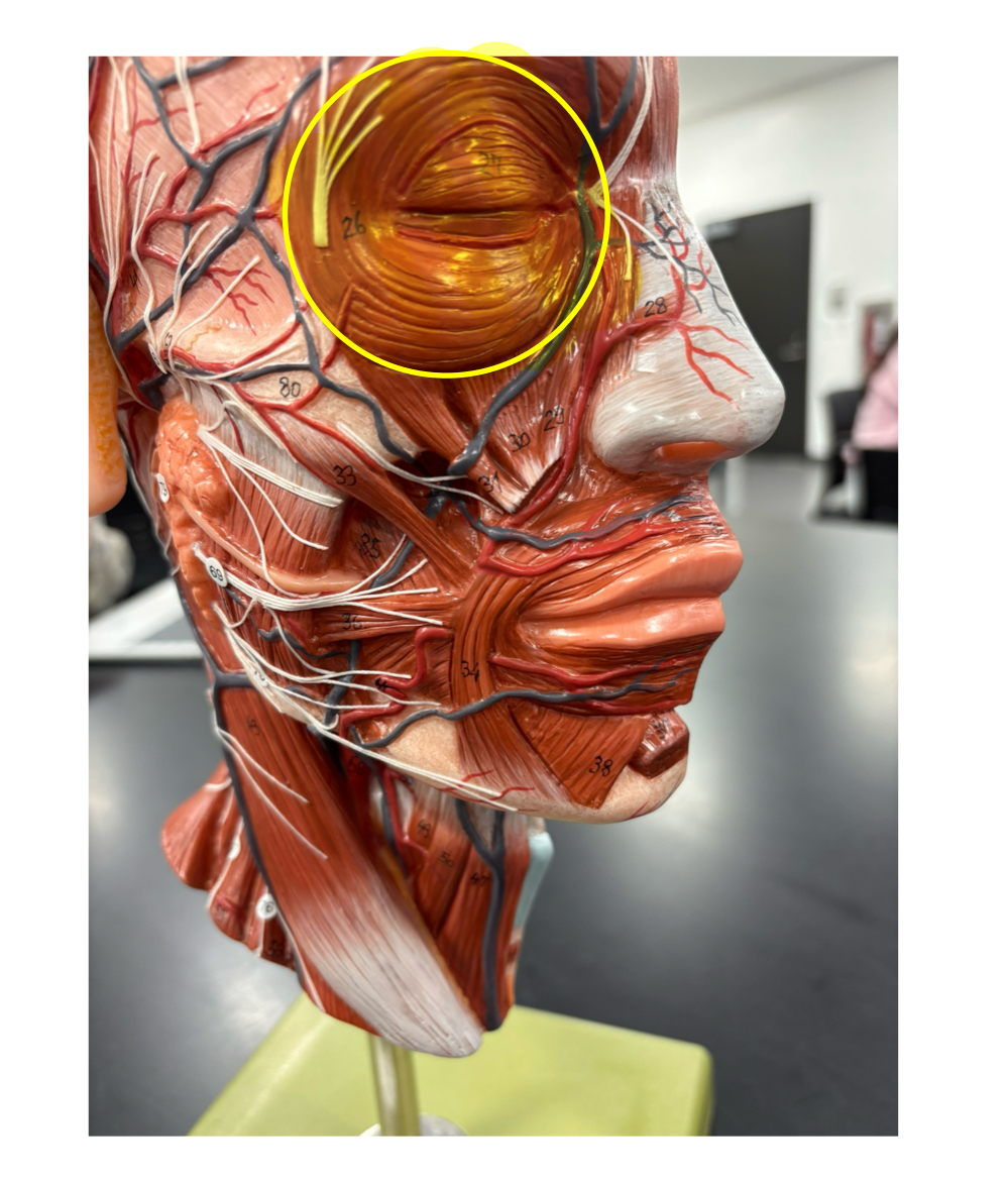 <p>name the muscle and its action</p>