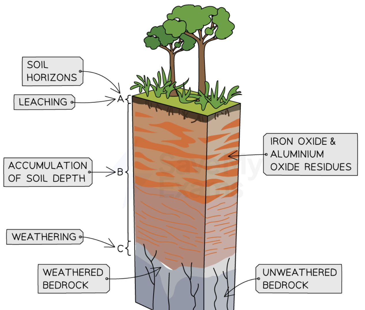 <ul><li><p>Heavy rain causes rapid leaching of nutrients</p></li><li><p>The layer of topsoil and organic matter is thin</p></li><li><p>The soil is acidic due to the leaching of nutrients </p></li><li><p>Rapid plant growth means that any nutrients are rapidly taken up by the plants</p></li><li><p>There is a lack of weathered rock due to the depth of the soil</p></li></ul><p></p>