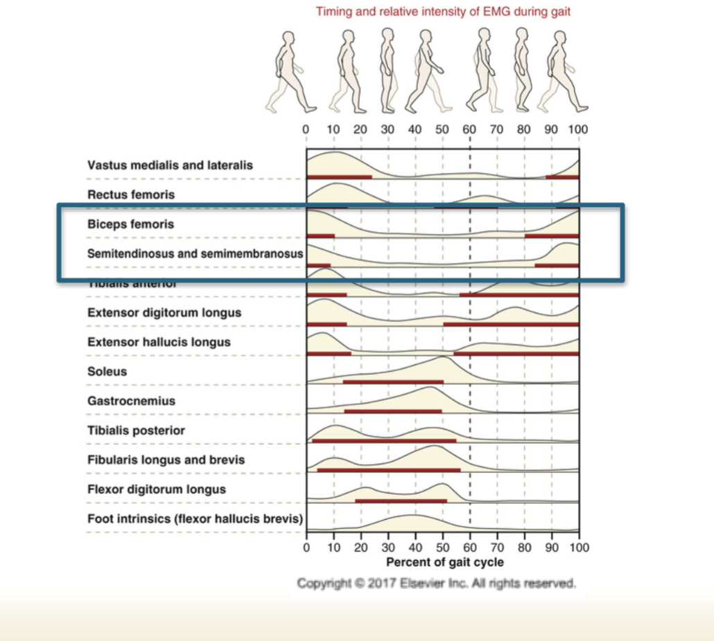 <p>active prior to heel contact to decelerate knee extension at end of swing. Active during the first 10% of the gait cycle, likely for similar reasons as glut max to extend the hip and support the weight of the body </p>
