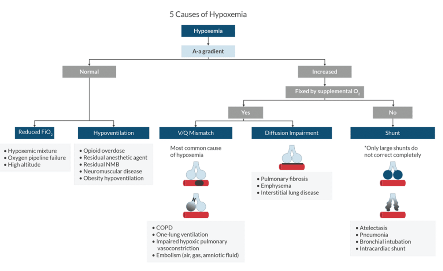 <p>hypoxic mixture, hypoventilation, diffusion limitation, V/Q mismatch, and shunt</p>