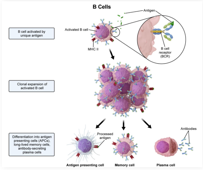 <p><strong>Clonal Selection Model:</strong> Describes the development of<strong> one type of BCR</strong> for every <strong>B cell</strong></p><p></p><p><strong>Clonal expansion:</strong> B cells divide into either plasma cells or memory B cells</p><ul><li><p><strong>Plasma cells</strong>: Produce and secrete antibodies</p></li><li><p><strong>Memory B cells</strong>: Can be activated later in case of another attack</p></li></ul><p></p>