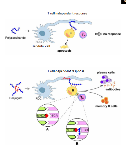 <p>- Polysaccharide vaccines (based on bacterial capsules) do not induce a strong or persistent immune response in young children</p><p>- Polysaccharides become very immunogenic when linked to a carrier protein (e.g, tetanus toxoid) = conjugate vaccine</p><p>- Importantly, conjugate vaccines induce memory responses and reduce nasopharyngeal carriage of bacteria, impacting on transmission</p><p>- Conjugate vaccines against Haemophilus influenzae type b (Hib), pneumococcus and meningococcus serogroups C, A, W, and Y have contributed to the virtual elimination of bacterial meningitis caused by these bacteria and prevent more than a million deaths annually</p><p>.</p><p>- basically it gives people memory from bacterial disease</p><p>- basically when we attach pneumococcal polysaccharides to a protein carrier, suddenly we change the way the immune system recognises this antigen</p><p>- so now what happens is you get presentation of B cells you also get presentation to T cells, and the conjugate (this portein part) is presnted in the MHC class 2 cleft, and it presents pneumococcal polysaccharide to the T cell receptor or the B cell receptor</p>