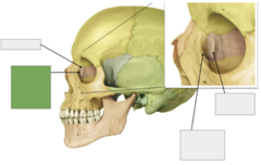 <p>Lacrimal bone: this is the</p>