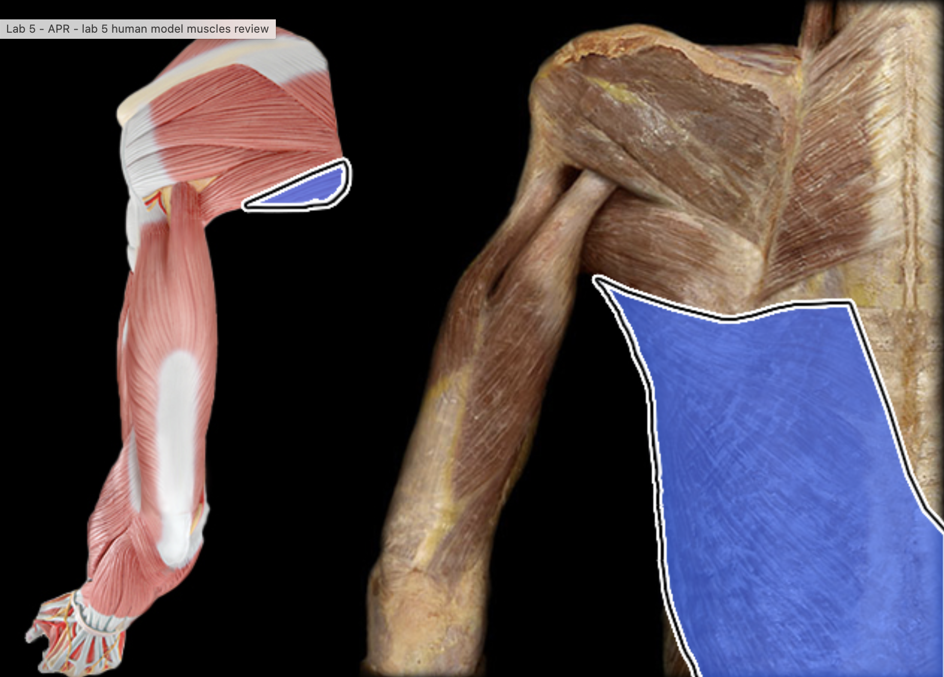 <p>Insertion: Proximal humerus</p><p>Action: Prime mover of arm extension; adducts &amp; internally rotates humerus</p><p>Origin: Lower 3-4 ribs, inferior spine, iliac crest</p>