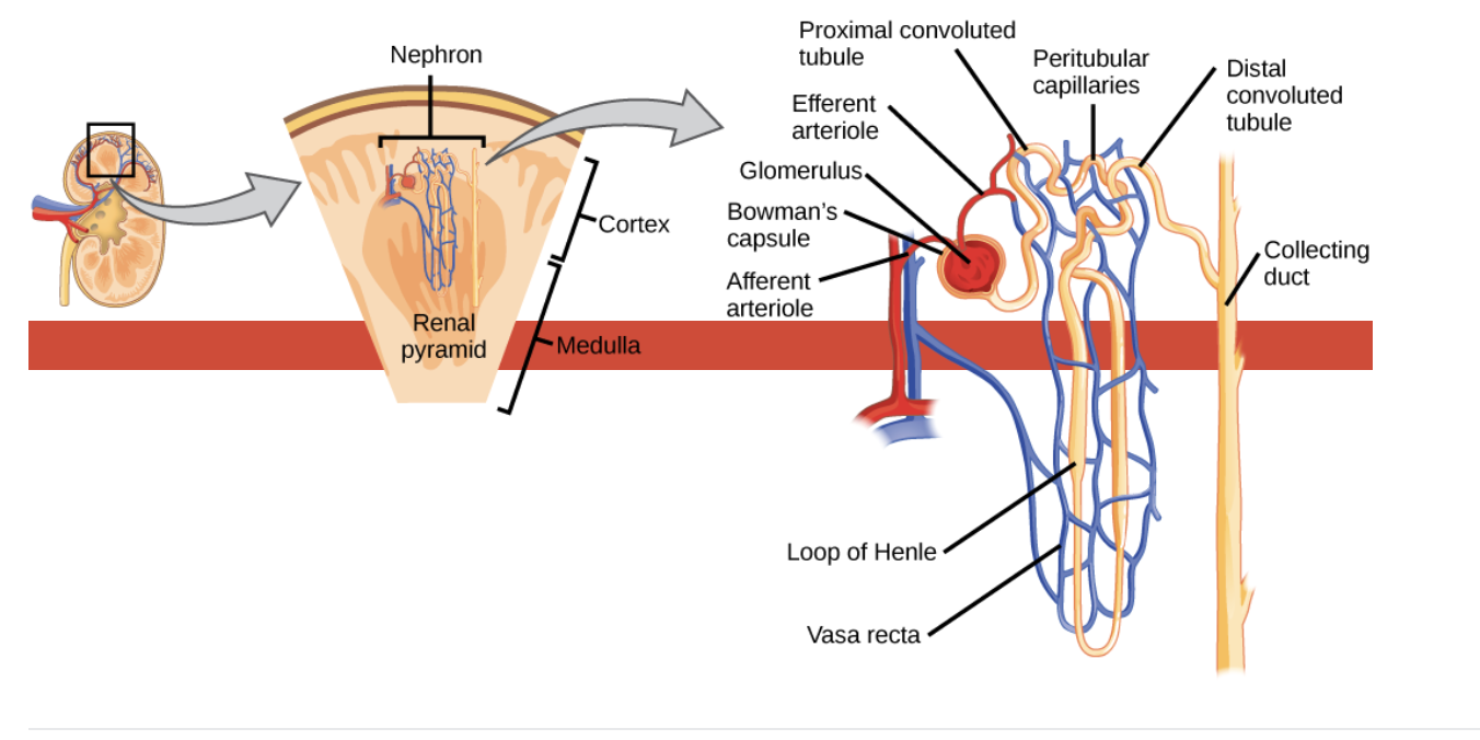 <p><span>In the <strong>collecting duct</strong>, water and ions are reabsorbed into the blood.</span></p><p><span>It is reabsorption in the collecting duct that controls the volume of urine produced. The amount of water reabsorbed at the other sites remains constant.</span></p><p><span>The action of antidiuretic hormone, released from the posterior pituitary, on the collecting duct makes it more water permeable, allowing reabsorption of water.</span></p>