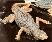 <p>What species is this</p>