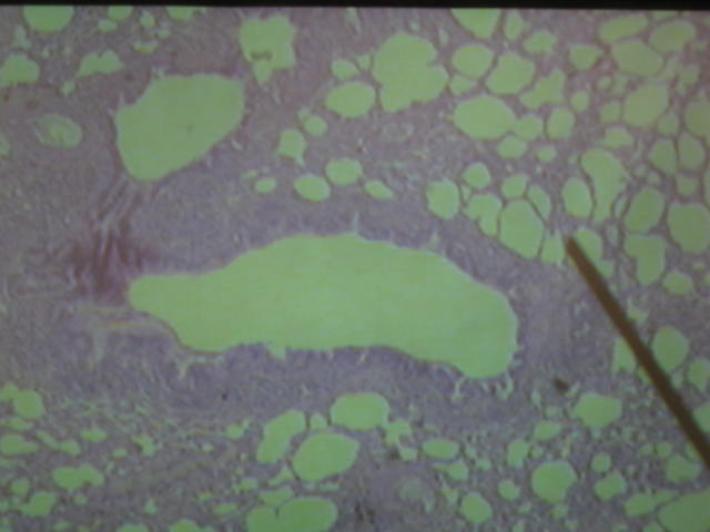 <p>Identify?</p><p>Lab Image 5-12</p>