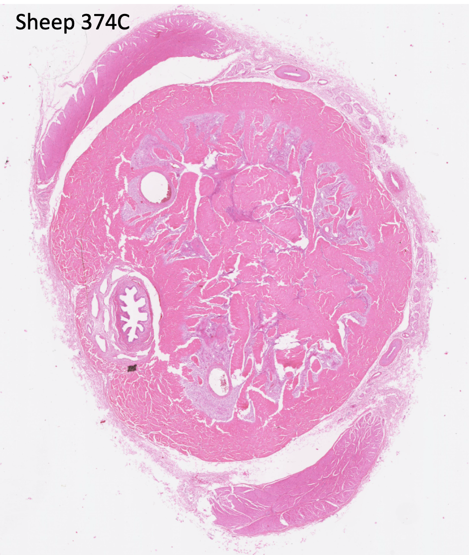 <p>Identify if the follow image shows a cat penis or another species penis:</p>