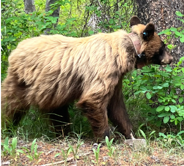 <p>Black bear</p>