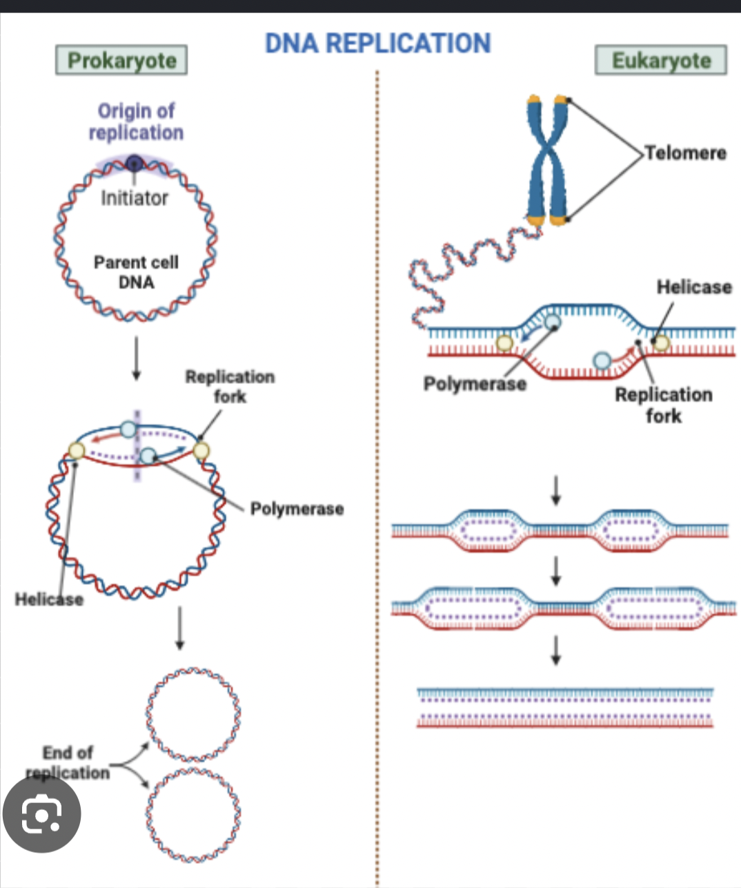 <p>Initiation</p><ol><li><p><strong>DNA unwinds</strong> – The enzyme <strong>helicase</strong> breaks the hydrogen bonds between base pairs, unzipping the DNA double helix.</p></li><li><p><strong>DNA is stabilized</strong> – <strong>Single-strand binding proteins</strong> keep the separated DNA strands from rejoining.</p></li><li><p>Topoisomerase prevents DNA from over-winding and supercoiling ahead of the replication fork</p></li></ol><p>Elongation</p><ol><li><p><strong>RNA primers are added</strong> – <strong>Primase</strong> lays down short RNA primers to provide a starting point for DNA synthesis.</p></li><li><p><strong>New DNA strands are built</strong> – <strong>DNA polymerase</strong> adds complementary nucleotides in the <strong>5′ → 3′ direction</strong>.</p><ul><li><p><strong>Leading strand:</strong> synthesized continuously.</p></li><li><p><strong>Lagging strand:</strong> synthesized in short <strong>Okazaki fragments</strong>.</p></li></ul></li></ol><p>Termination</p><ol><li><p><strong>RNA primers are replaced</strong> – DNA polymerase 1 removes the RNA primers and replaces them with DNA nucleotides.</p></li><li><p><strong>Fragments are joined</strong> – <strong>DNA ligase</strong> seals the gaps between Okazaki fragments, creating one continuous strand.</p></li><li><p><strong>Replication is complete</strong> – Two <strong>identical DNA molecules</strong> are produced, each containing <strong>one original (parental) strand and one newly synthesized strand</strong> (called <strong>semiconservative replication</strong>).</p></li></ol><p><strong>Easy memory trick:</strong><br><strong>H → P → P → L</strong></p><ul><li><p><strong>H</strong>elicase unzips</p></li><li><p><strong>P</strong>rimase primes</p></li><li><p><strong>P</strong>olymerase builds DNA</p></li><li><p><strong>L</strong>igase links fragments</p></li></ul><p></p>