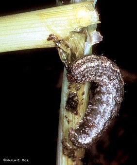 <p>Identify the insect, order, stage, and mouthparts</p>