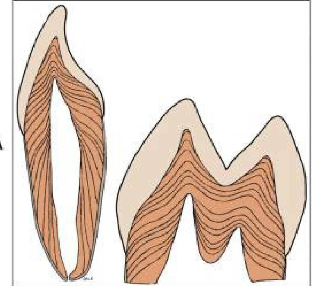 <p>As dentin is produced, it creates a pattern of <span style="color: rgb(250, 249, 20);"><strong>incremental lines</strong></span>. In a</p><p>tooth section of a person who received tetracycline intermittently, the</p><p>drug has been incorporated at successive dentin-forming fronts,</p><p>highlighting the incremental line patterns.</p>