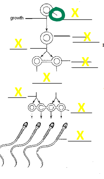 <p>name the cell</p>