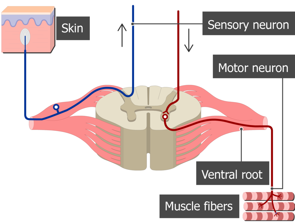 <p>Ventral nerve roots </p>