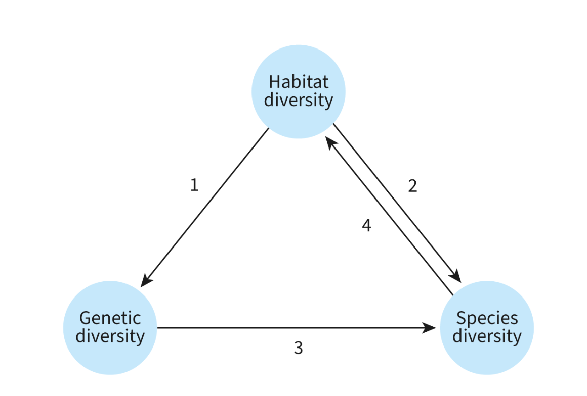 <p>Links between habitat, genetic, and species diversity</p>