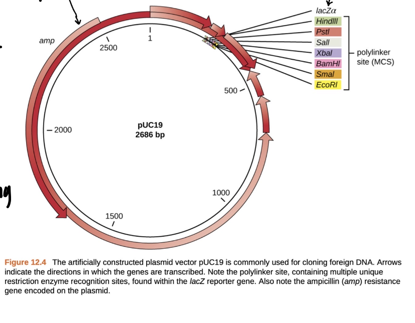 <p>its something that carries stuff that were trying to express</p><ul><li><p>it has a multicloning site (MCS)</p></li><li><p>the part right before where u can put ur gene of interest, it has something that they took from the lac operon allowing u to be able to add lactose or something that looks like lactose</p><ul><li><p>causes the plasmid to start synthesizing and transcription will take place</p></li></ul></li></ul><p></p>