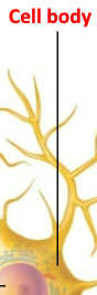 <p>What is the function of cell bodies?</p>