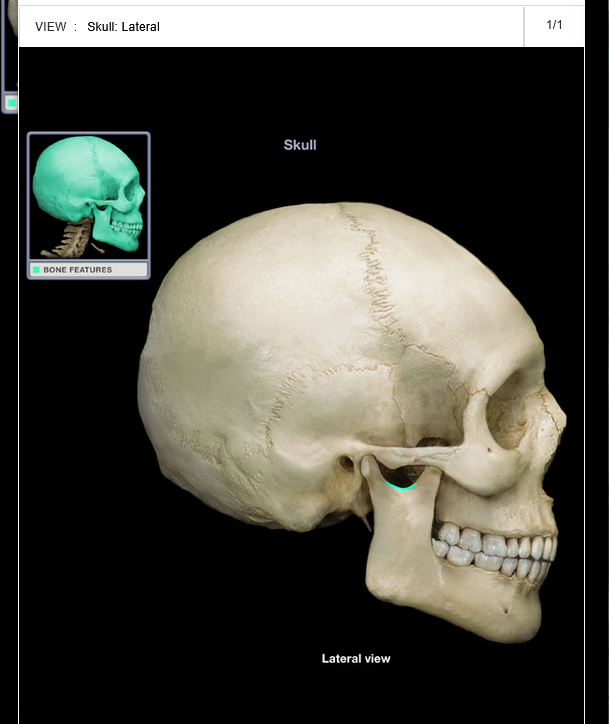 <p>Mandibular notch</p>