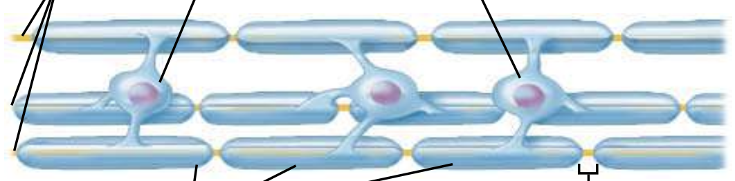 <p><span style="line-height: 22.0875px;">ID the cell type, location of cell type, function&nbsp;</span></p>