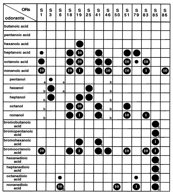 <ul><li><p>Each odorant activates a <strong>unique combination of odorant receptors (ORs)</strong></p></li><li><p>Each OR can respond to <strong>multiple odorants</strong><br>→ Odor identity = <strong>pattern of activity across many receptors (combinatorial code)</strong></p></li></ul><p></p>