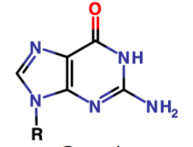 <p>Name the ring and the nucleotide</p>