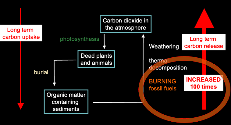 <p>Human influence on the carbon cycle:</p>