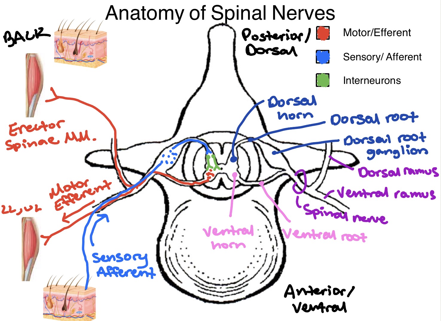 <p><span style="color: rgb(241, 24, 24);">Motor/efferent</span></p><p><span style="color: rgb(15, 28, 215);">Sensory/afferent</span></p><p><span style="color: rgb(10, 157, 11);">Interneurons</span></p>