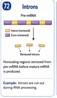 <p>Noncoding regions removed from pre mRNA before mature mRNA is produced. </p>