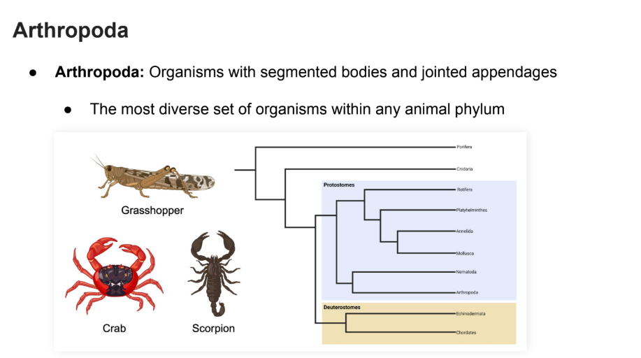 <p>Organisms with segmented bodies and jointed appendages</p><ul><li><p>The most diverse set of organisms within any animal phylum</p></li></ul><p></p>