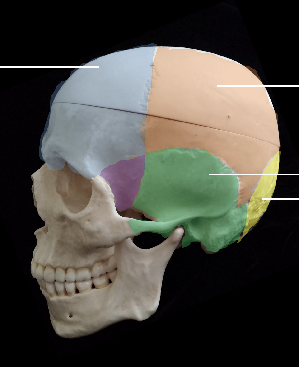 <p>Whats the light purple region highlighted?</p>