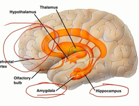 <p>short term memory done in frontal lobe near eye</p>
