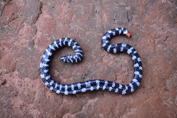 <p>Alethinophidia, Cylindrophiidae<br>Burrowing Snakes<br>- Checkered white black bellies<br>~ 10 species</p>