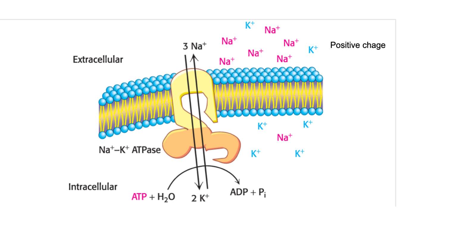 <p>Asymmetric due to the movement of polar molecules. </p>