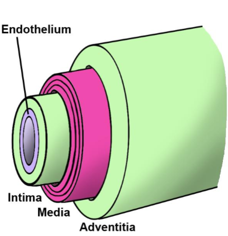 <ul><li><p><strong>Tunica intima</strong>: Innermost lining, flattened epithelial cells supported by delicate connective tissue</p></li><li><p><strong>Tunica media</strong>: the middle tunic layer which is composed of smooth muscle, and is highly variable in its thickness relative to the lumen (which determines whether it produces arteries, veins, or lymphatic ducts)</p></li><li><p><strong>Tunica adventitia</strong>: outermost connective tissue layer</p></li></ul><p></p>