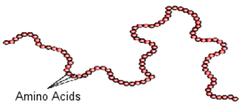 <p>An organic compound that is made of one or more chains of amino acids. Cells are mostly made of protein.</p>