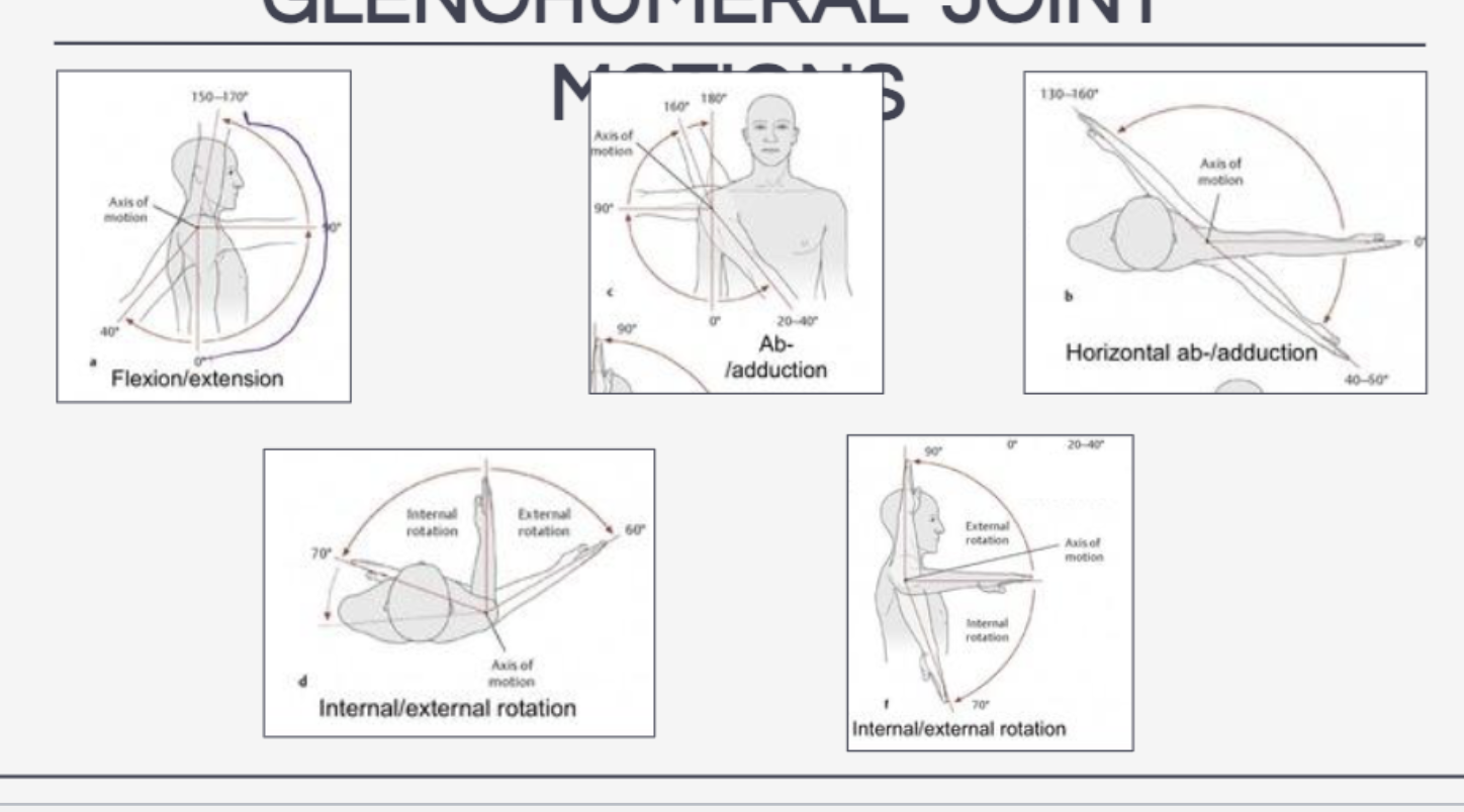 <ul><li><p>Flexion/extension</p></li><li><p>abduction/adduction</p></li><li><p>internal (medial) rotation/external (lateral) rotation</p></li><li><p>horizontal abduction/adduction</p></li><li><p>circumduction</p></li></ul><p></p>