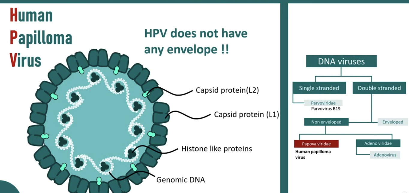 <ul><li><p><strong>Small <u>non-enveloped ds-circular DNA viruses</u></strong></p><img src="https://assets.knowt.com/user-attachments/564318e6-360c-4bfe-9310-fc9cb2e40716.png" data-width="25%" data-align="center"></li><li><p><strong>Over 200 genotypes that can infect human epithelial cells, leading to various conditions,</strong><span style="color: red;"><strong> including warts and cancers. </strong></span></p></li><li><p><strong>Have both early and late capsid </strong>e.g. L1 and L2<strong> proteins (E and L)</strong></p></li><li><p><strong>Have <u>no DNA polymerases</u></strong></p></li></ul><p></p>