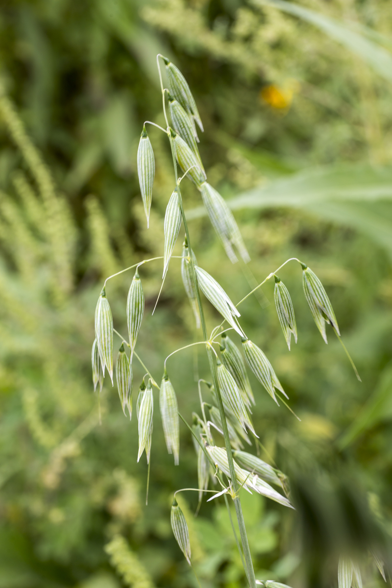 <p>یولاف یا oat</p>