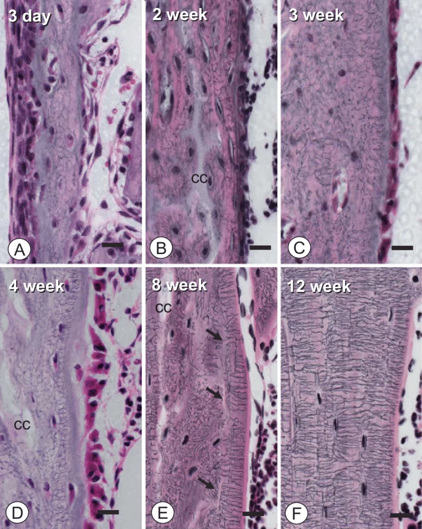 <p>what is shown in this image</p>