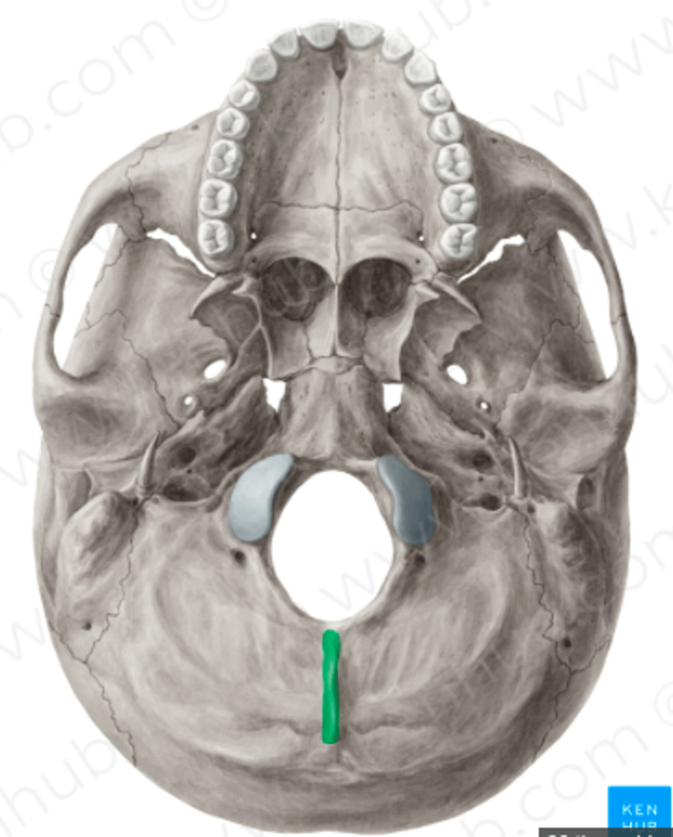 <p>loopt van de protuberentia naar het foramen magnum op de middellijn</p>