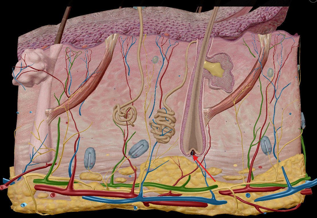 <p><span style="background-color: transparent;">Small, finger-like projections along the <strong>epidermis–dermis boundary</strong>.</span></p>
