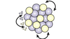 <p>Why multicellularity? (1/10)</p><p>(2 concepts)</p>