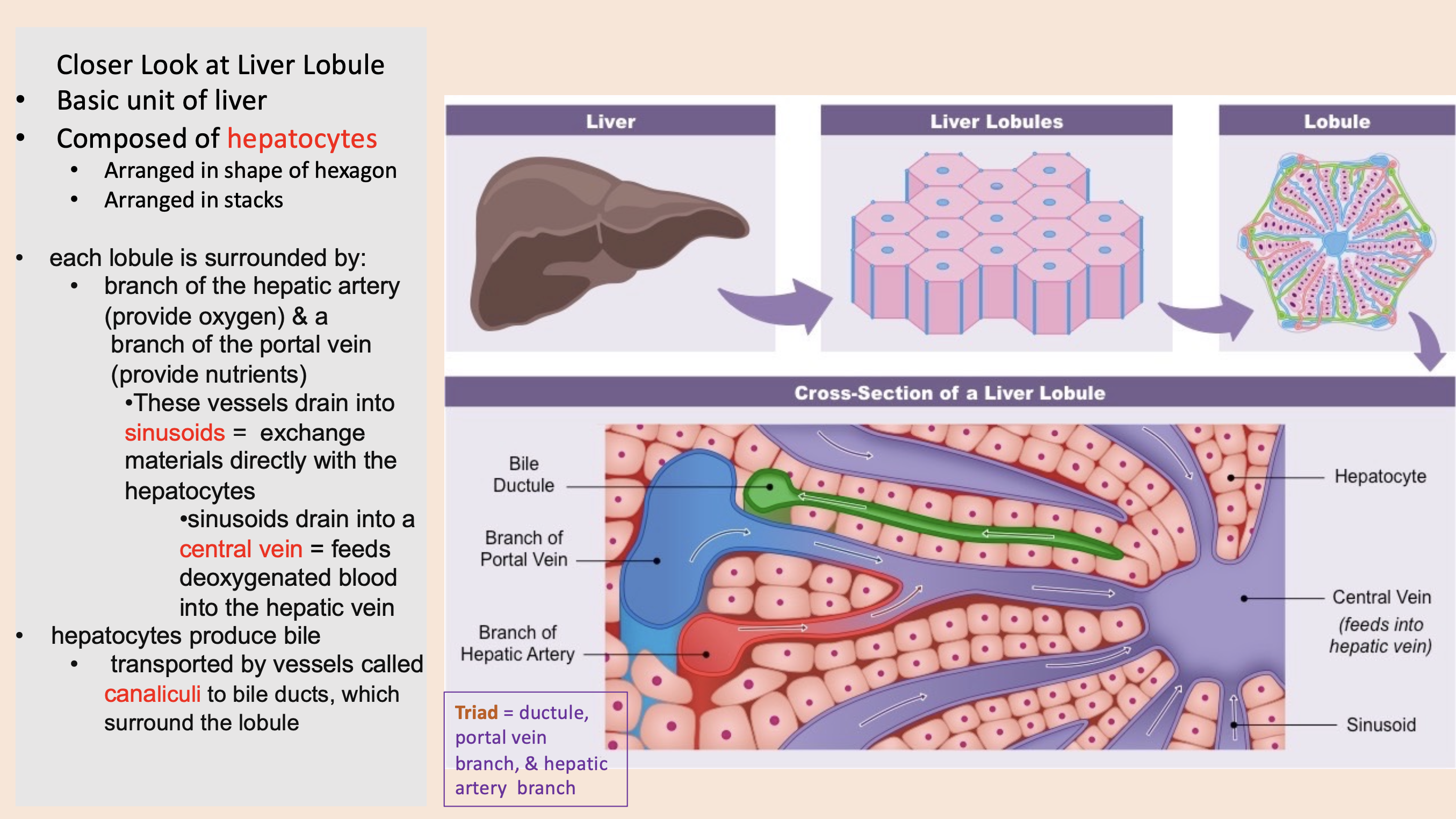 <p><span style="color: rgb(255, 0, 0);">sinusoids</span></p>