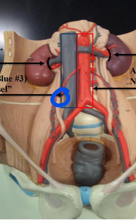 <p>name the blood vessel </p>