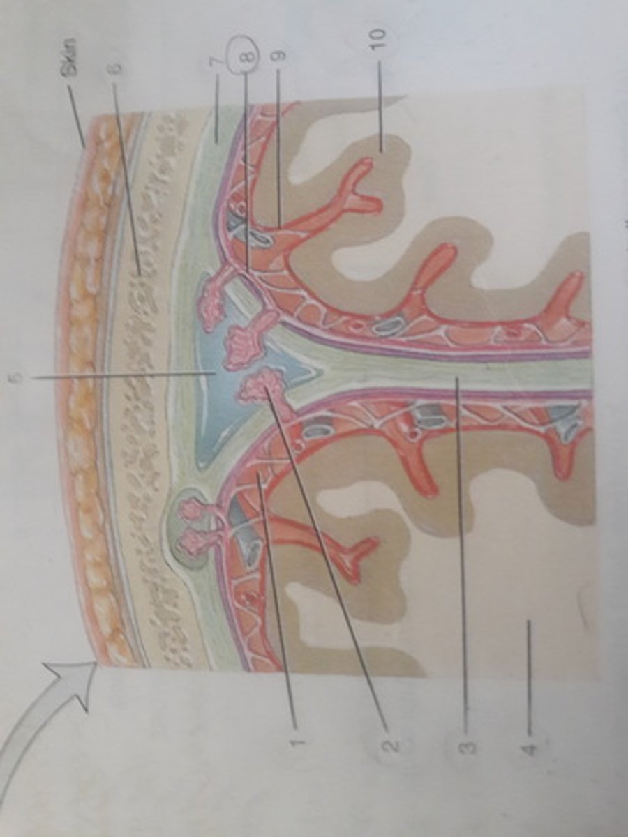 <p>The 2nd meninx (sing) located deep to the dura mater.</p>