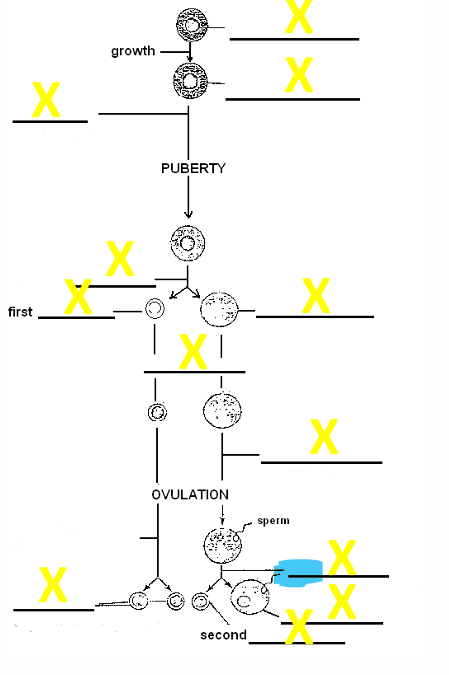 <p>name the stage</p>