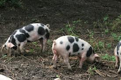<p>search for food</p>